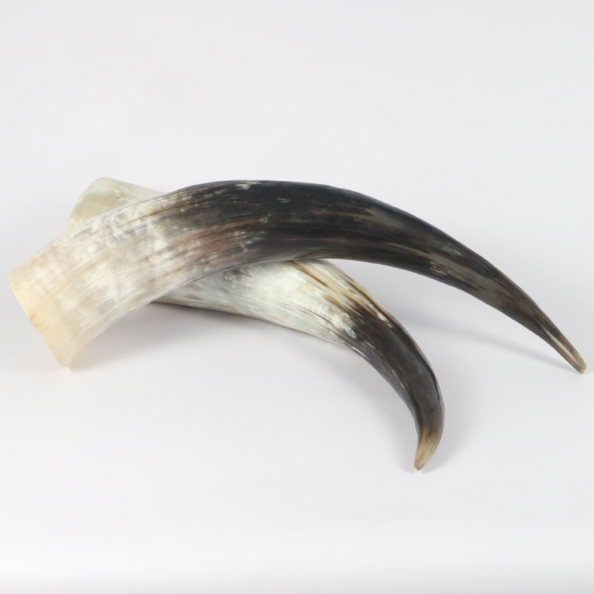HORN FULL LARGE